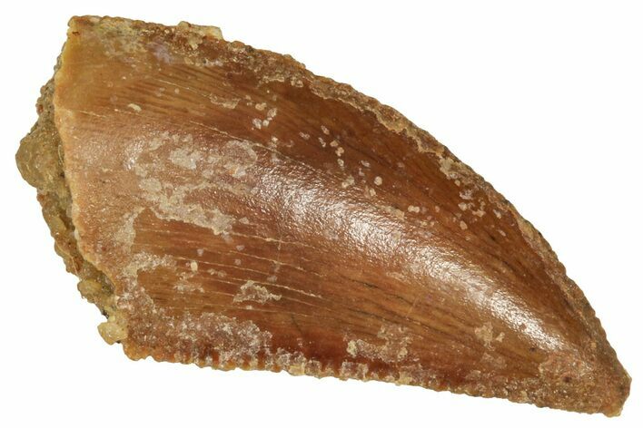 Raptor Tooth - Real Dinosaur Tooth #371487